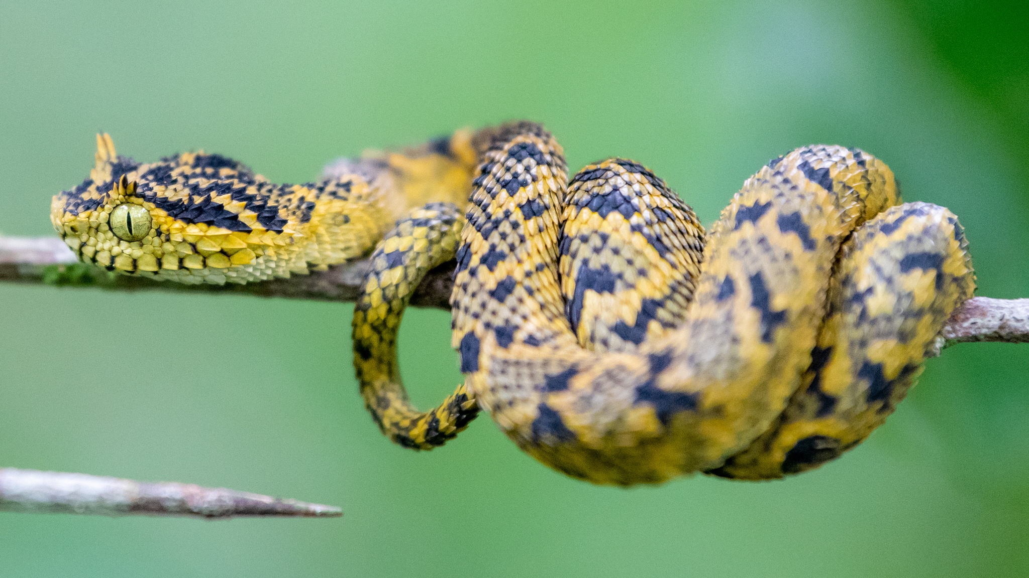 Atheris rungweensis, Mt Rungwe bush viper www.matthieu-berr…