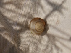Monacha cartusiana