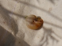 Monacha cartusiana