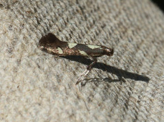 Calybites phasianipennella