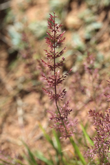 Eragrostis tenellula