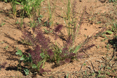 Eragrostis tenellula