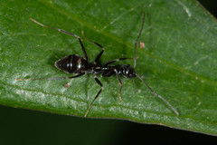 Leptomyrmex burwelli