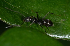 Leptomyrmex burwelli