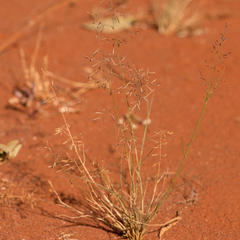 Eragrostis lacunaria