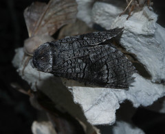 Acossus terebra