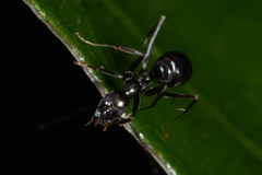 Leptomyrmex burwelli