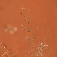 Eragrostis lacunaria