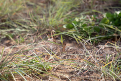 Eragrostis interrupta