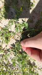 Potentilla paradoxa
