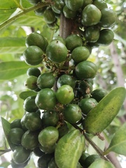 Trichilia havanensis