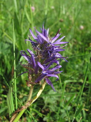 Asyneuma campanuloides