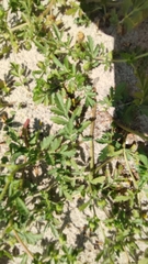 Potentilla paradoxa