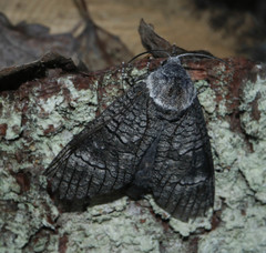 Acossus terebra