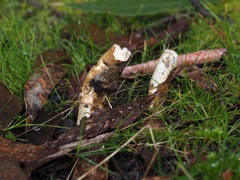 Mutinus cartilagineus