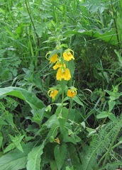 Rhynchocorys orientalis