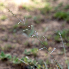 Eragrostis interrupta