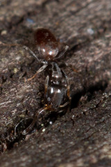 Tapinoma minutum