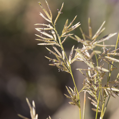 Eragrostis setifolia