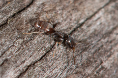 Tapinoma minutum