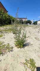 Artemisia vulgaris