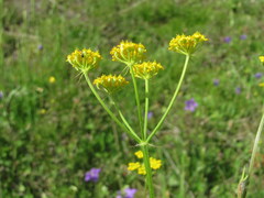 Pastinaca armena