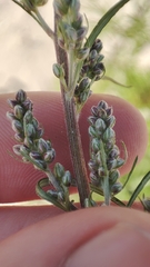 Artemisia vulgaris