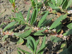 Polygonum alpestre
