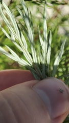 Artemisia vulgaris
