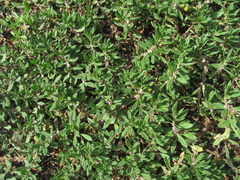 Polygonum alpestre