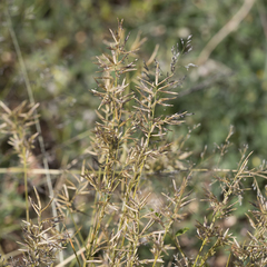 Eragrostis setifolia