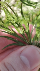 Artemisia vulgaris