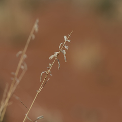 Eragrostis eriopoda