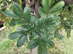 Trichilia havanensis