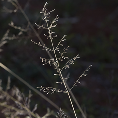 Eragrostis parviflora