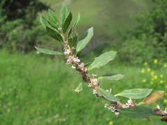 Polygonum alpestre