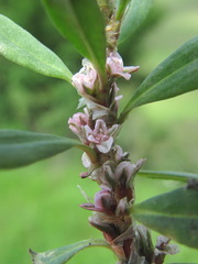 Polygonum alpestre