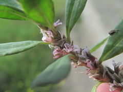 Polygonum alpestre