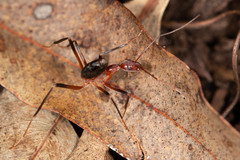 Leptomyrmex cnemidatus