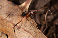 Leptomyrmex cnemidatus