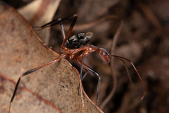 Leptomyrmex cnemidatus