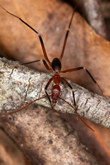 Leptomyrmex tibialis