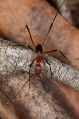 Leptomyrmex tibialis