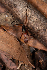 Leptomyrmex tibialis