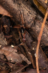 Leptomyrmex tibialis
