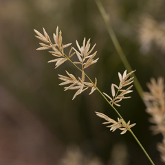 Eragrostis setifolia