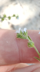 Lappula squarrosa