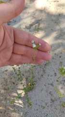 Lappula squarrosa