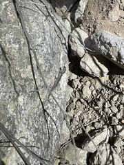 Phyllodactylus nocticolus