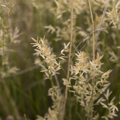 Eragrostis setifolia